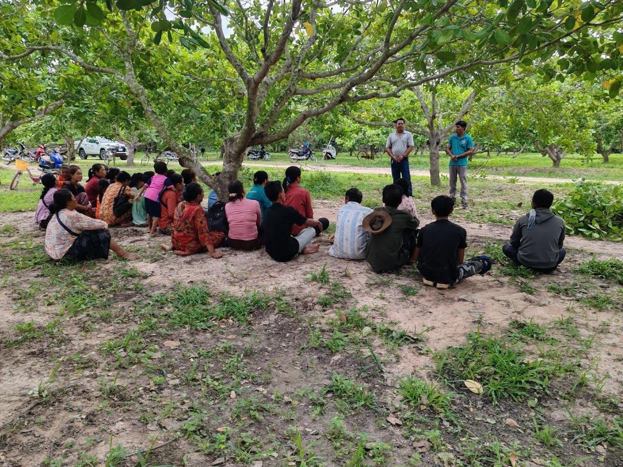 July 15, 2026 UniFi Company attended a cashew farm of members of the Salakhetar Agricultural Community, Prasat Ballang District, Kampong Thom Province, to teach them about the proper techniques for pruning and applying fertilizer to cashew trees. 