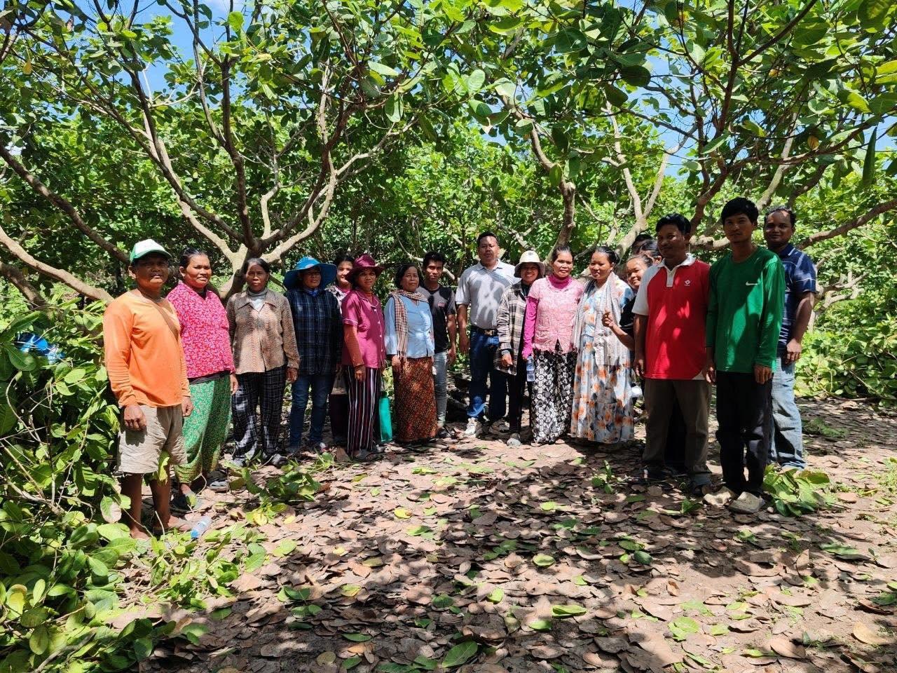 July 16, 2026 UniFi conducted a live training at a cashew farm on cashew nut decoration after harvest for members of the Ngan Serey Samaki Agricultural Community, Ngan Commune, Sandan District, Kampong Thom Province.