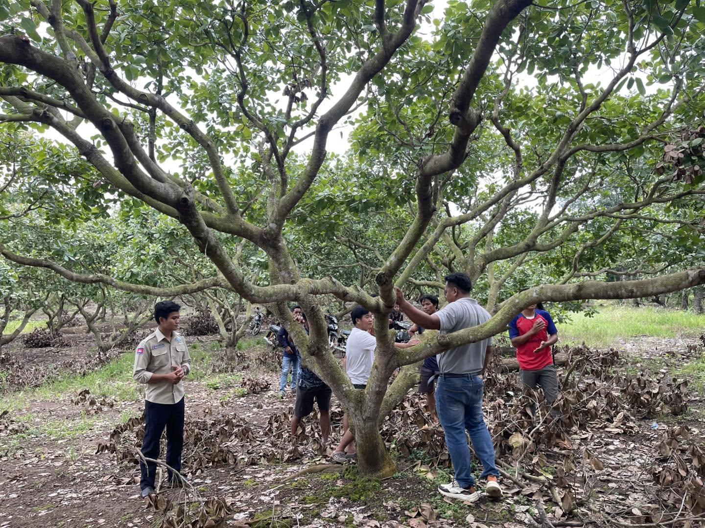 July 21, 2026 UniFi Company conducted a live training at the cashew farm of members of the Kumru Farmers' Agricultural Community in Kathe Village, Malik Commune, Andong Meas District, Ratanakiri Province.