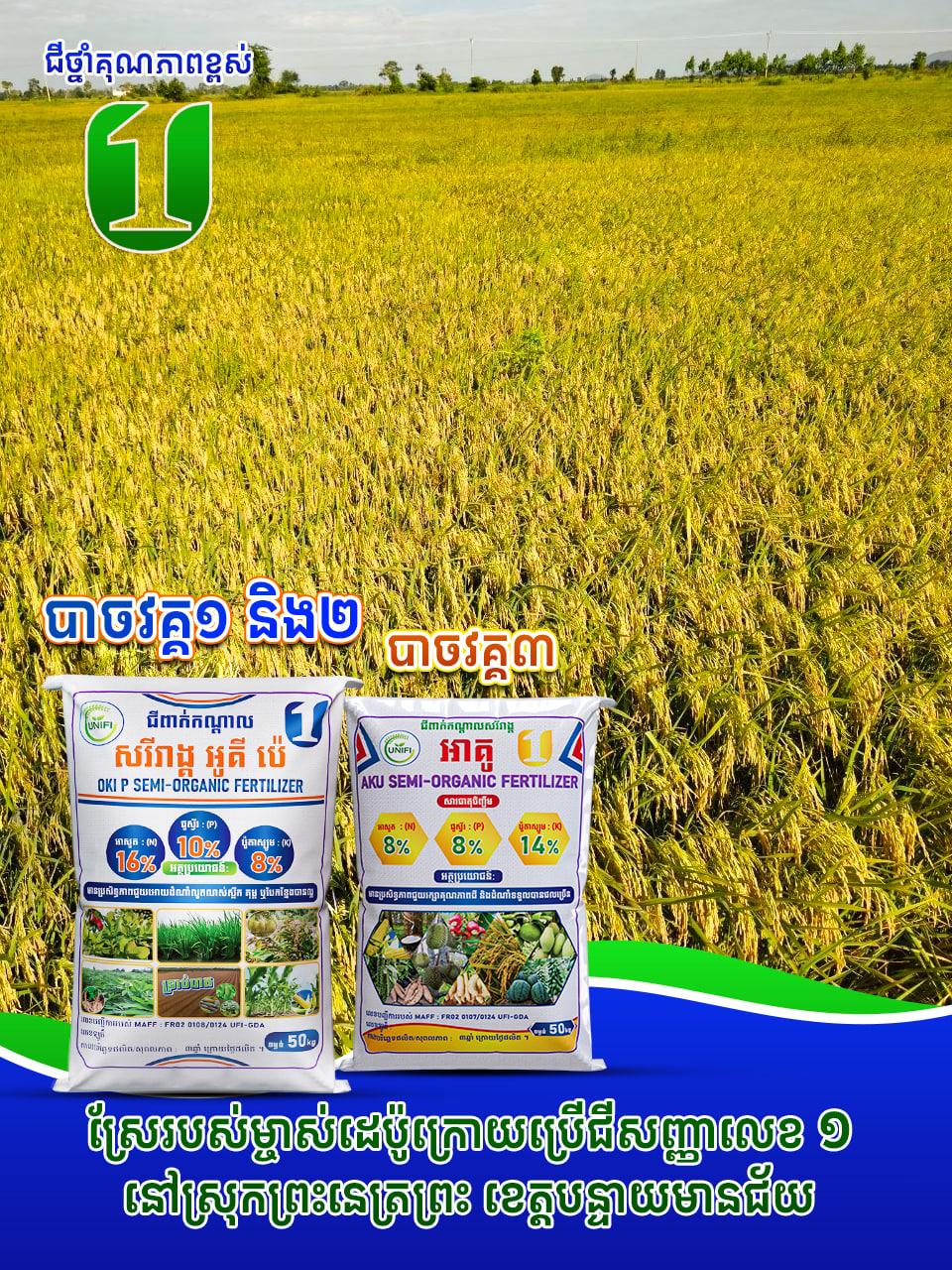 🌾 Pictures from the depot owner's rice fields after using fertilizer. In Preah Net Preah district, Banteay Meanchey province.