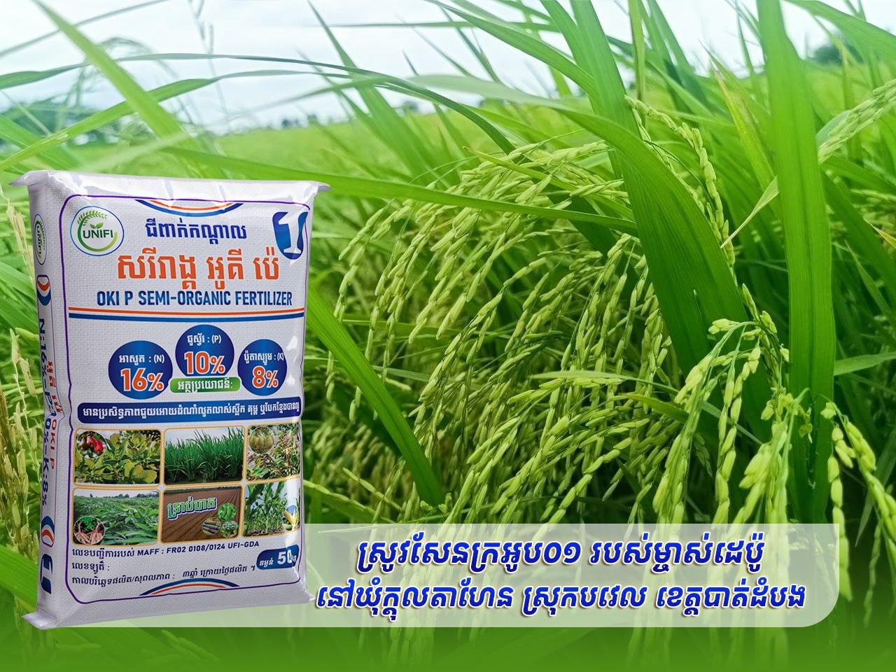 🌾 Sen Kraoap 01 rice is starting to show interesting results! Rice from the depot owner in Ktol Ta Hen commune, Bavel district, Battambang province🌾 He tried using OKI P semi-organic fertilizer for the first time.
